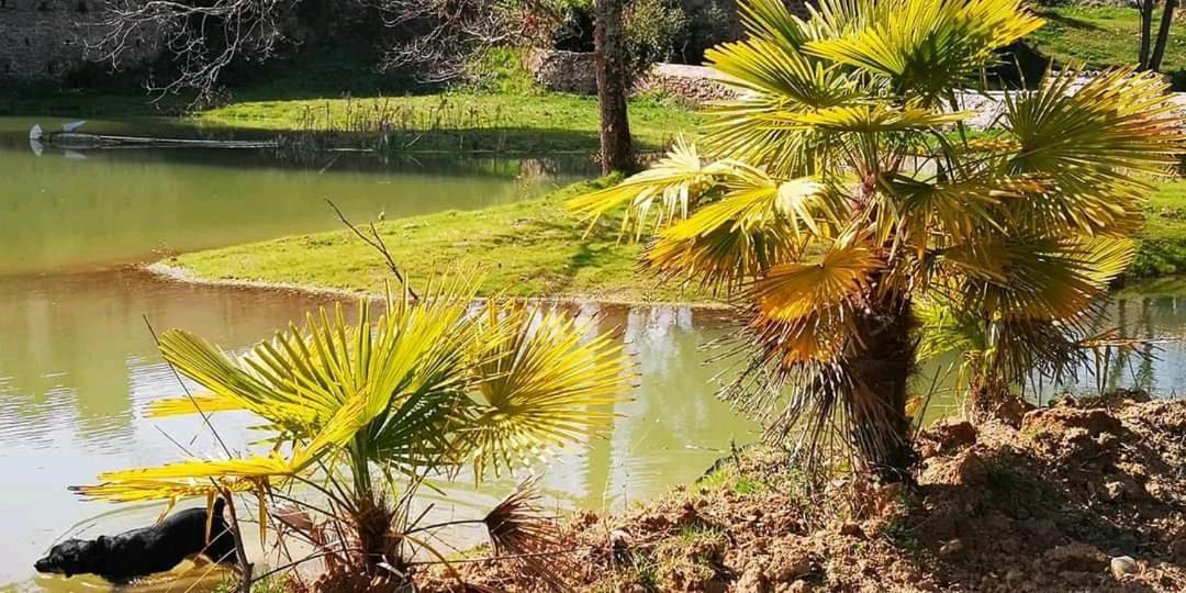 Apartament Les Amis De Gaure Rouffiac-d'Aude Zewnętrze zdjęcie